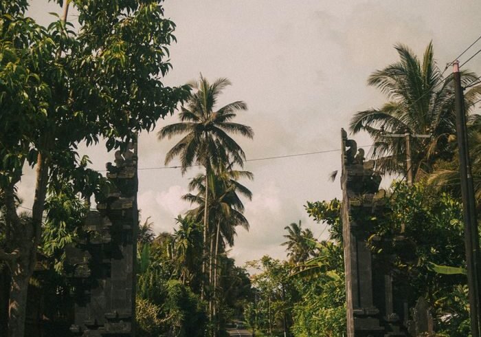 A peaceful road in Bali lined with lush tropical trees and dramatic skies.